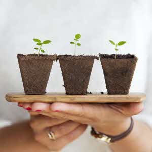 Hands holding a tray of seedlings