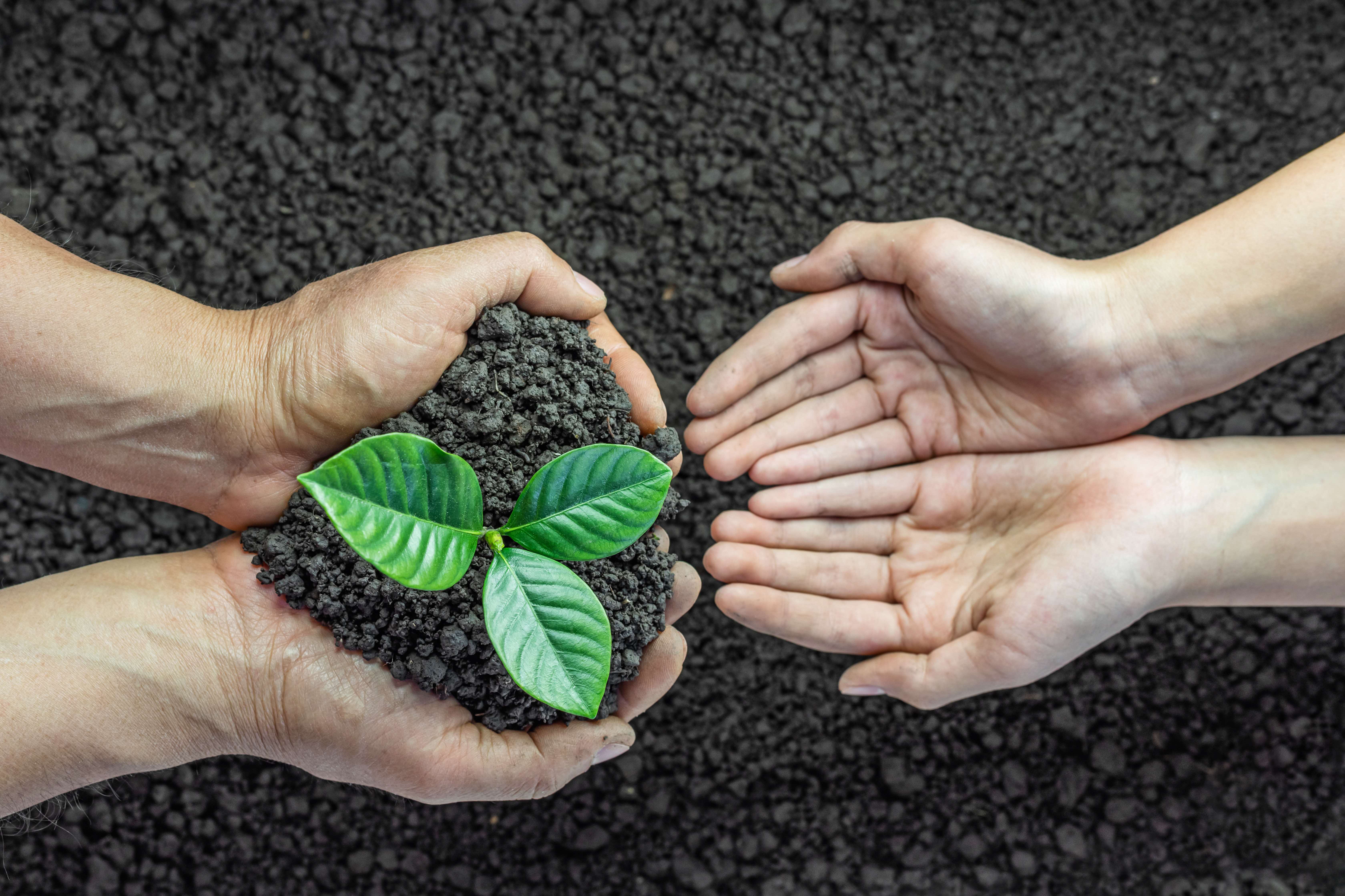 Young child's and father's hands planting a young tree